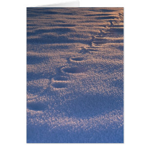 Empreintes de pas dans la neige