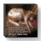 Empreintes de pattes de Sweet Dreams