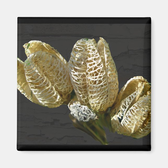Empty Lily Seed Pods Coordinating Items Magnet (Front)