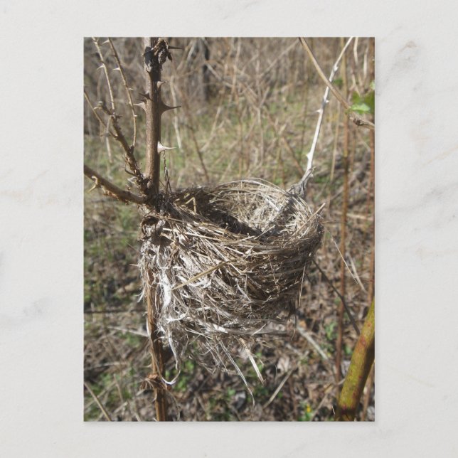 Empty Nest postcard (Front)