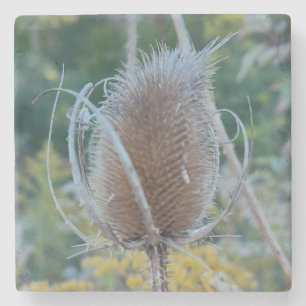 Empty Teasel Stone Coaster