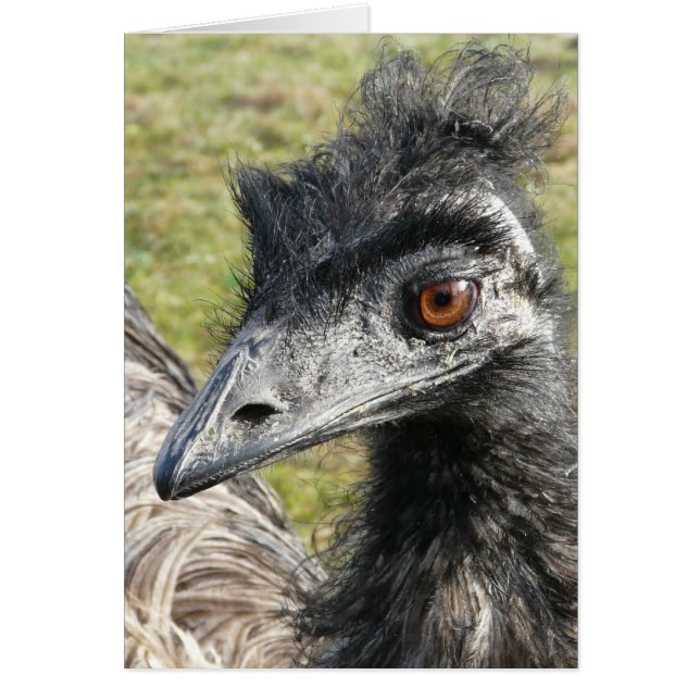 Emu (Devant)