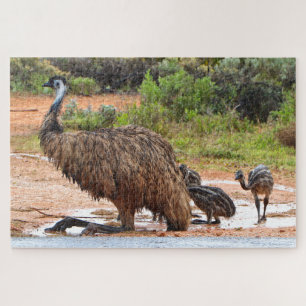 Emu and chicks playing in the puddles, Australia Jigsaw Puzzle