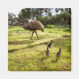 Emu Avec Chicks Voisin Montre, Aimant De Réfrigéra