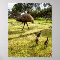 Emu Avec Des Poussins Voisin Montre, Poster