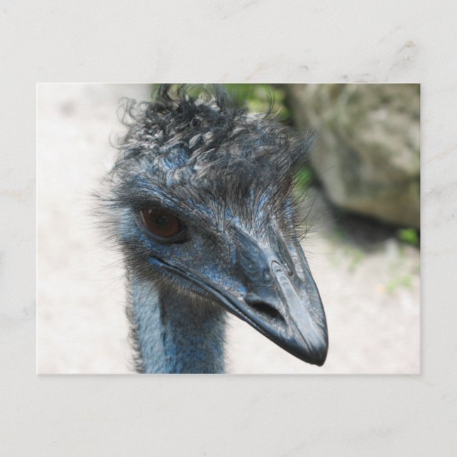 Emu Bird Lookin at you Postcard (Front)