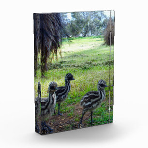 Emu Chicks With Parents, Photo Block
