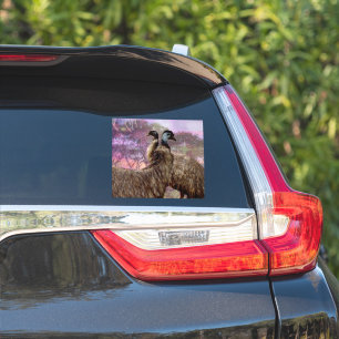 Emu Courtship,