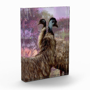 Emu Courtship, Photo Block