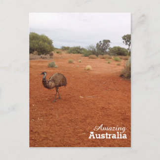 Emu in the Australian outback postcard