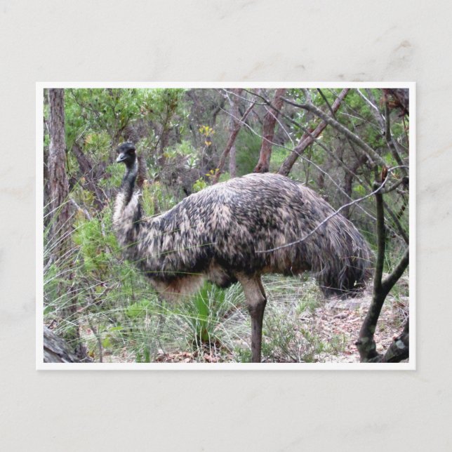 emu postcard (Front)