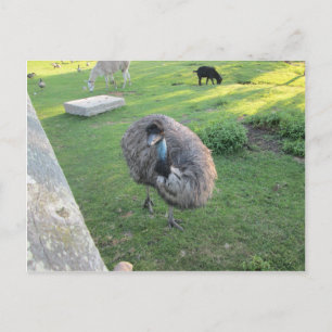 Emu Postcard