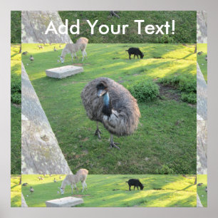 Emu Poster