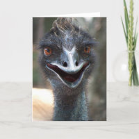 Emu saying HI! Open beak big brown eyes picture