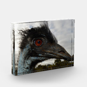 Emu Twinkle Eyes, Photo Block