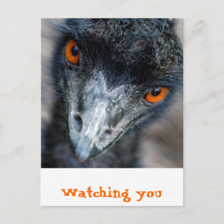 Emu watching postcard