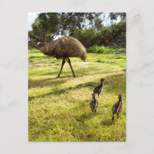 Emu With Chicks Neighbour Watch, Postcard