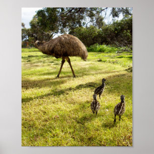 Emu With Chicks Neighbour Watch, Poster