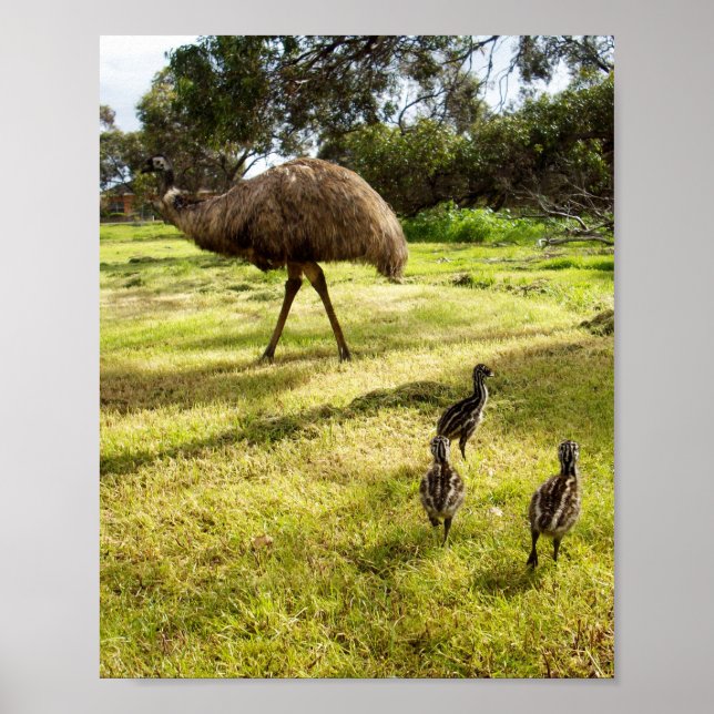 Emu With Chicks Neighbour Watch, Poster (Front)
