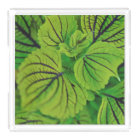 Plateau vert feuillu de vanité