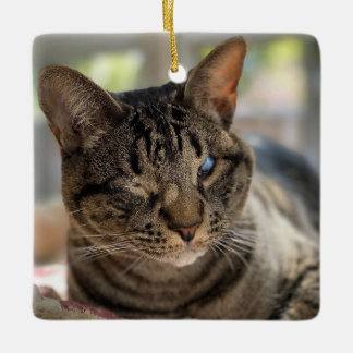 En Céramique Ornement Chat Aveugle Hubble
