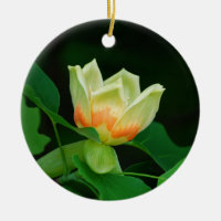 Ornement de tulipe d'arbre de peuplier