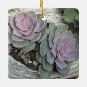 En Céramique Ornement succulent d'Echeverie