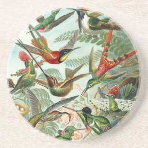 En Grès Colibri (Trochilidae) par Dessous de verre Haeckel