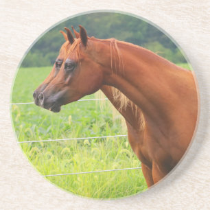 En Grès Dessous de verre de colts de la double image BOGO