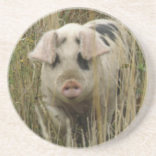 En Grès Dessous de verre de porc mignons