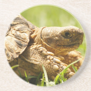 En Grès Dessous de verre de tortue