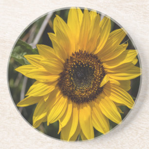 En Grès Dessous de verre de tournesol