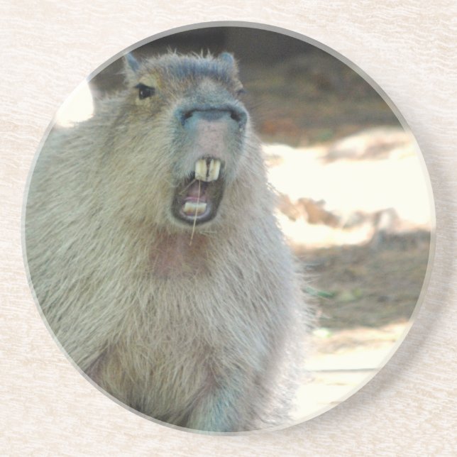 En Grès Dessous de verre drôles de Capybara (Devant)