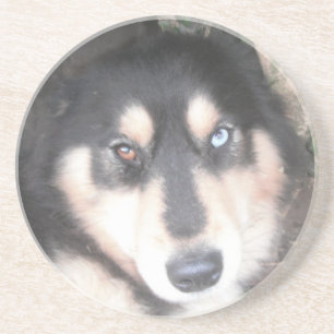 En Grès Dessous de verre Husky One Blue Eye One Brown Oeil