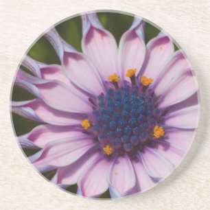 En Grès Dessous de verre pourpres de marguerite