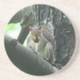 En Grès Écureuil Avec Nut Animal Nature Dessous de verre