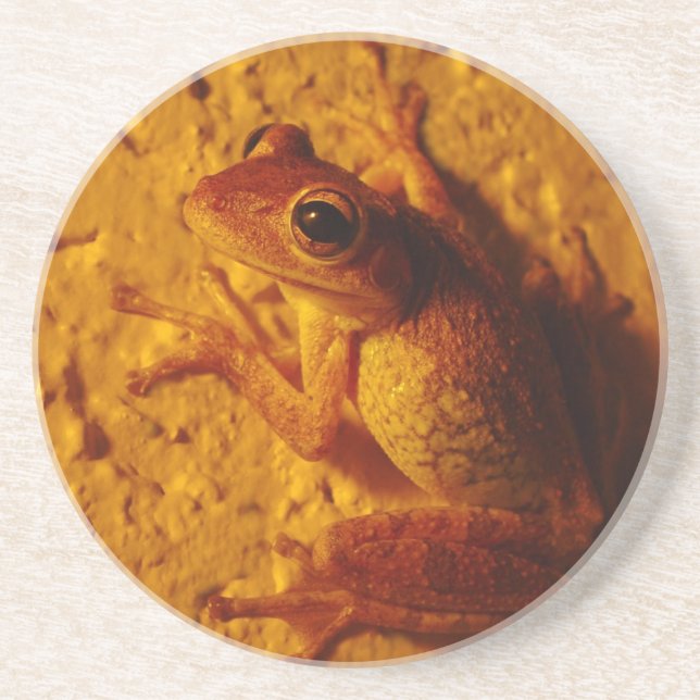 En Grès Grenouille arboricole, Dessous de verre (Devant)