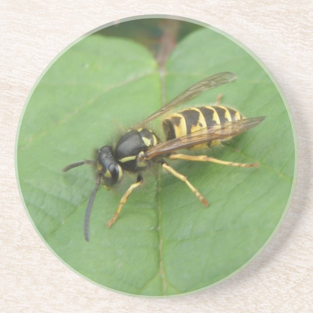 En Grès Hoverfly sur un Dessous de verre feuille (Devant)