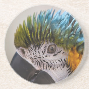 En Grès Macaw Parrot - Dessous de verre