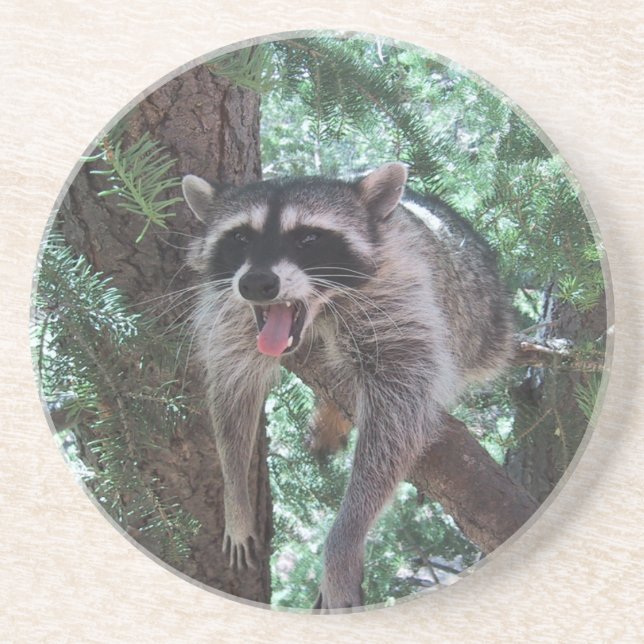 En Grès Raton laveur dans des dessous de verre d'arbre (Devant)
