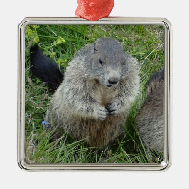 En Métal Ornement des marmottes (Devant)