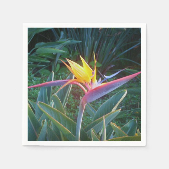 En Papier *Oiseau de Paradis* Cocktails serviettes (Devant)