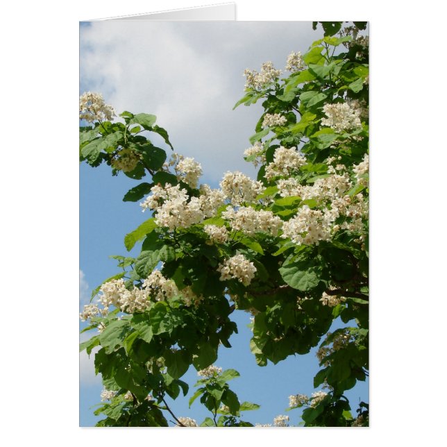 En pleine floraison (Devant)