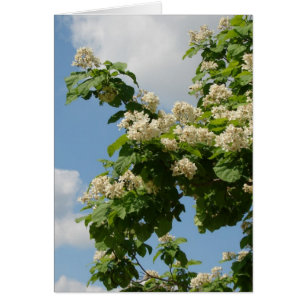 En pleine floraison