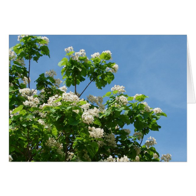 En pleine floraison (Devant horizontal)