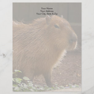 En-tête De Lettre Customisée Capybara