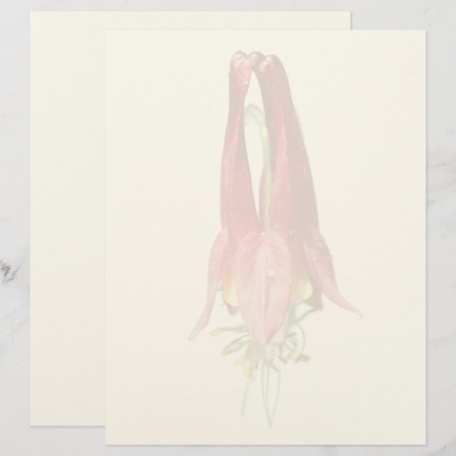 En-tête De Lettre Red Columbine Flower  (Devant / Derrière)