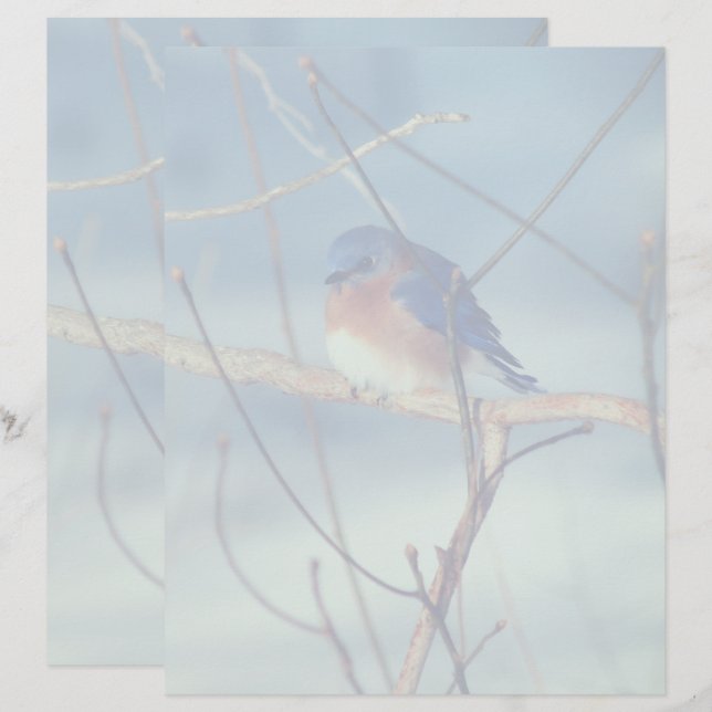 En-tête De Lettre Winter Bluebird Nature (Devant / Derrière)