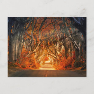 Enchanted Forest Road 1 Postcard