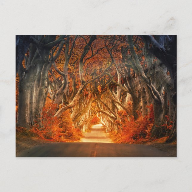 Enchanted Forest Road 1 Postcard (Front)